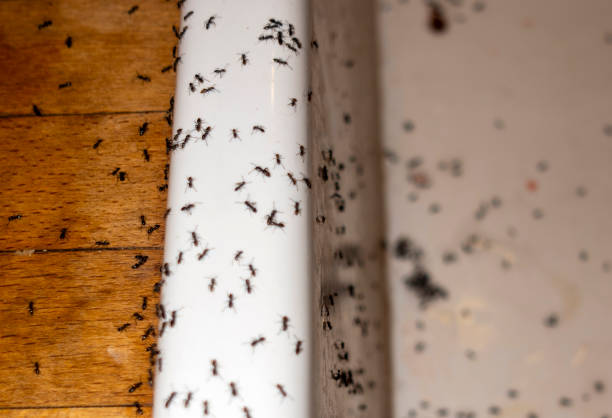 Best Flea Control Services  in North Augusta, SC